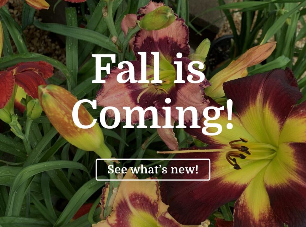 Fall is Coming!