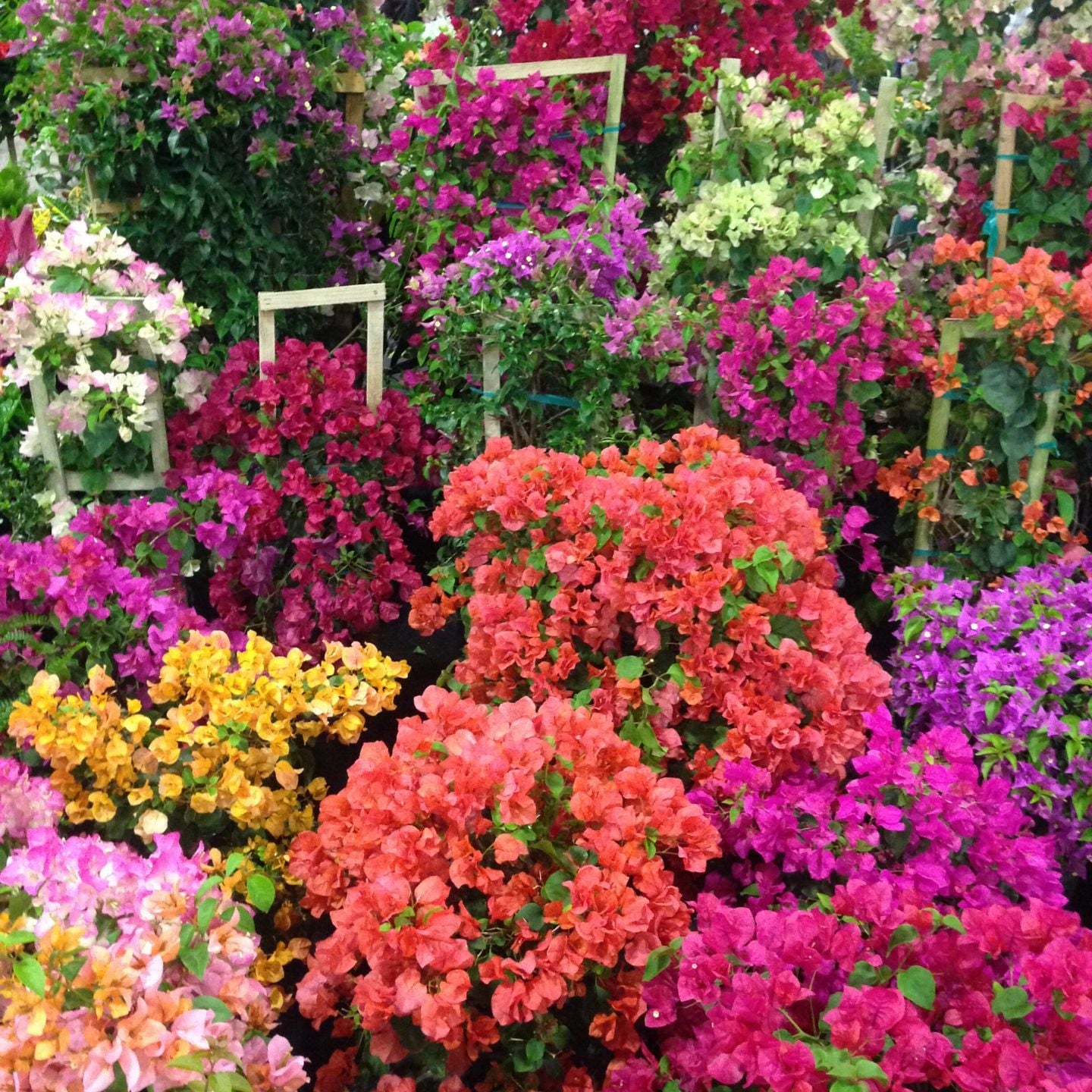 Bougainvilleas in many colors