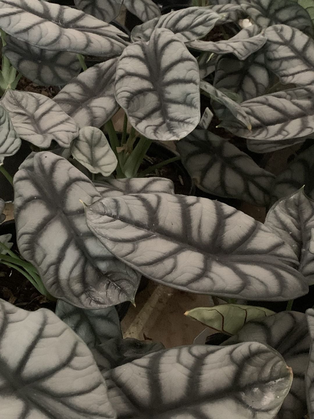 Alocasia Silver Dragon with silvery textured leaves