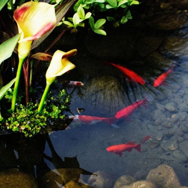 Water lilies and koi in a display pond