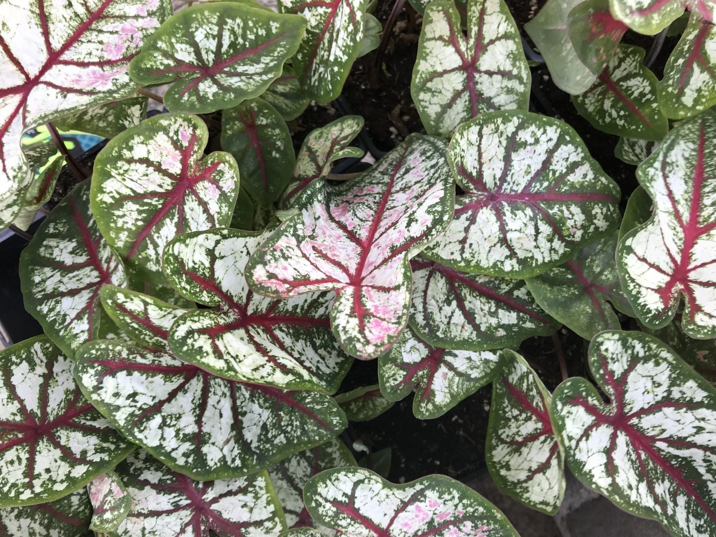 Caladiums with patterned leaves
