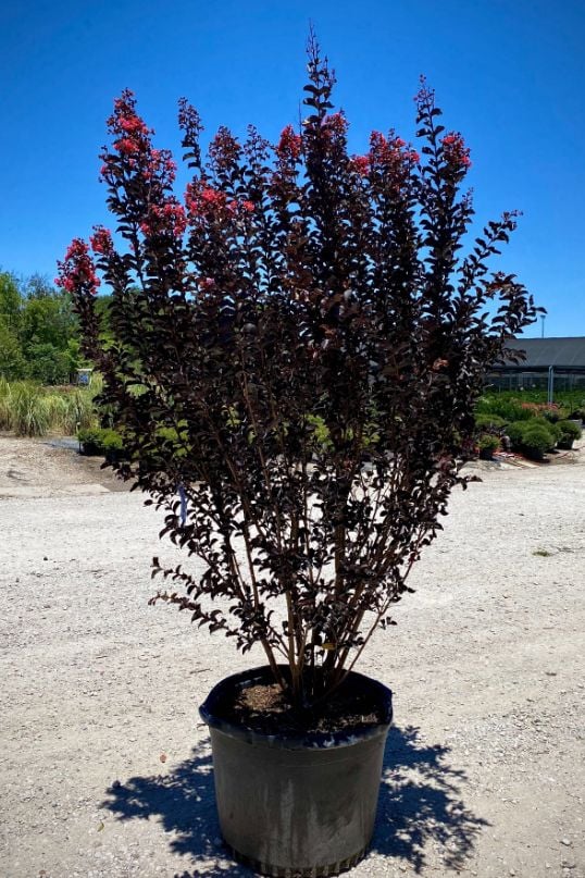 Crepe myrtle trees of many varieties at the nursery