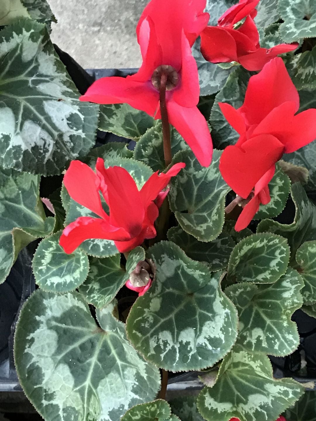 Red cyclamen in bloom