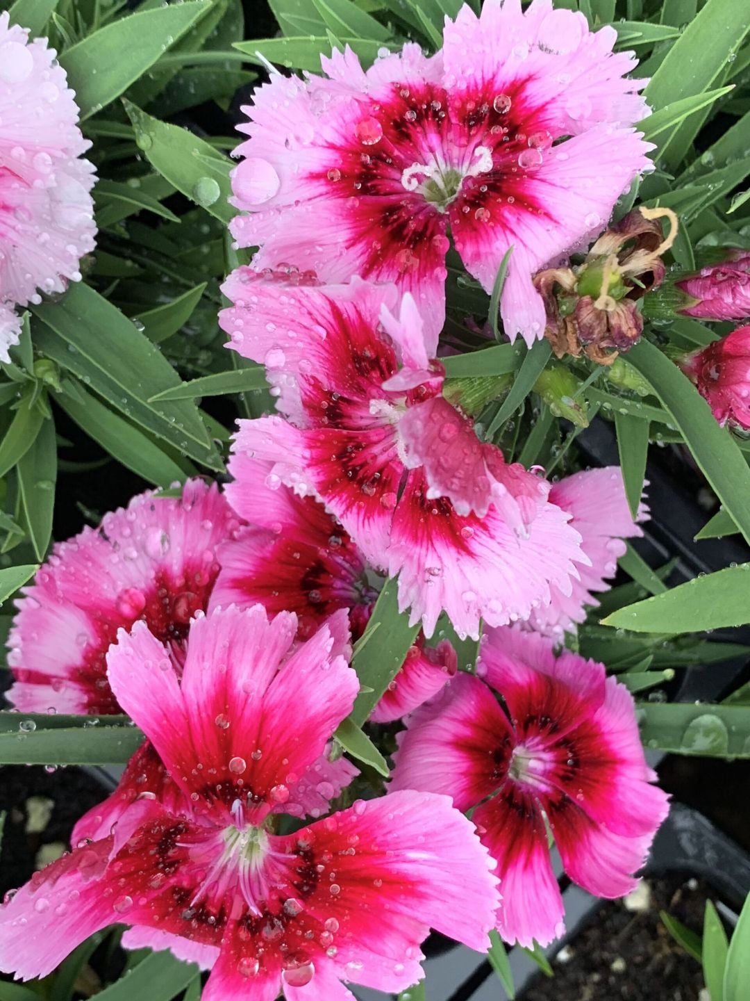Pink dianthus flowers