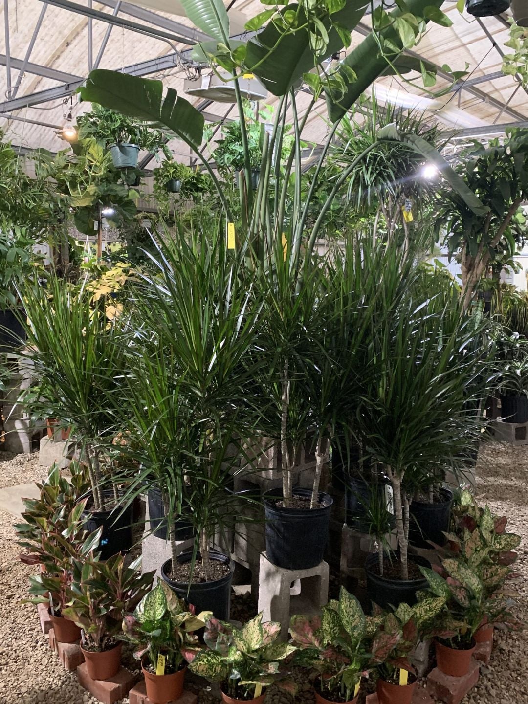 Dracaena marginata with slender striped leaves