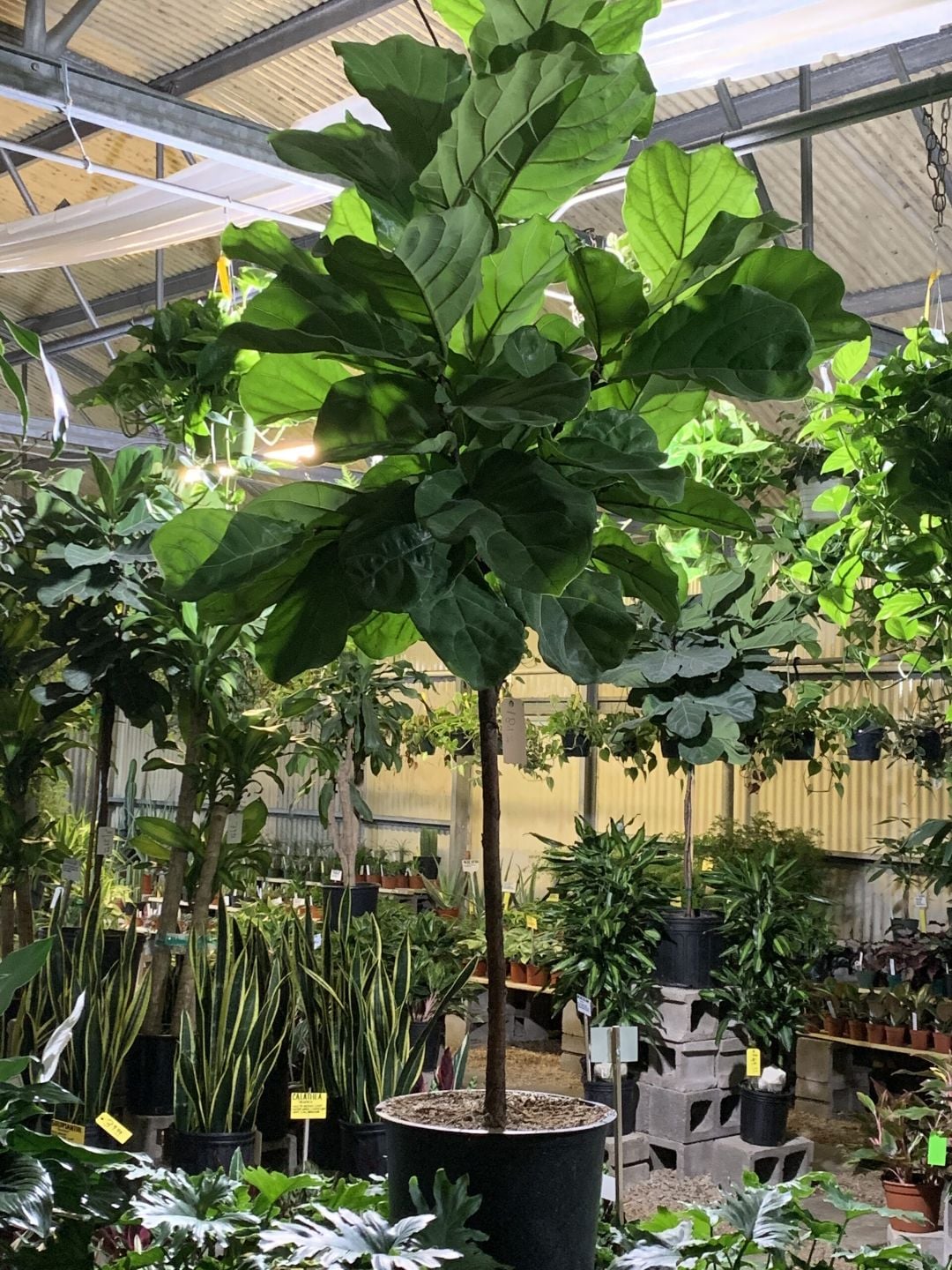 Fiddle leaf fig trees in the greenhouse