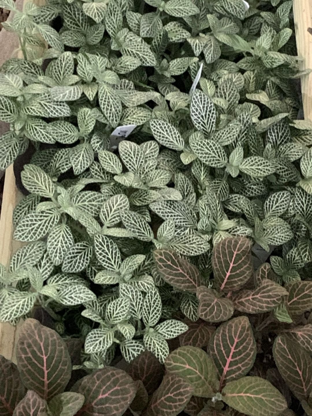 Fittonia nerve plants in white and pink