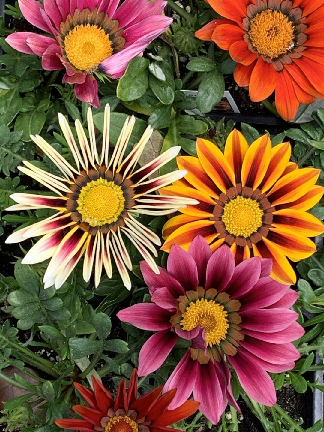 Gazania daisies in orange and yellow