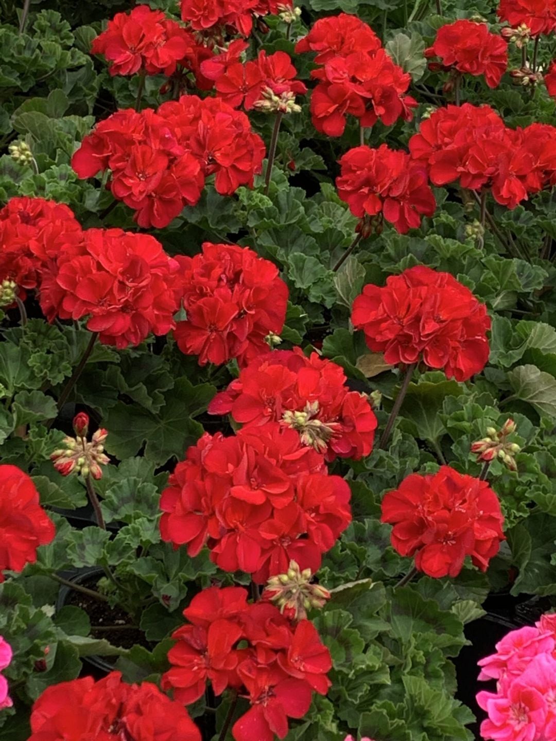 Red geraniums in bloom