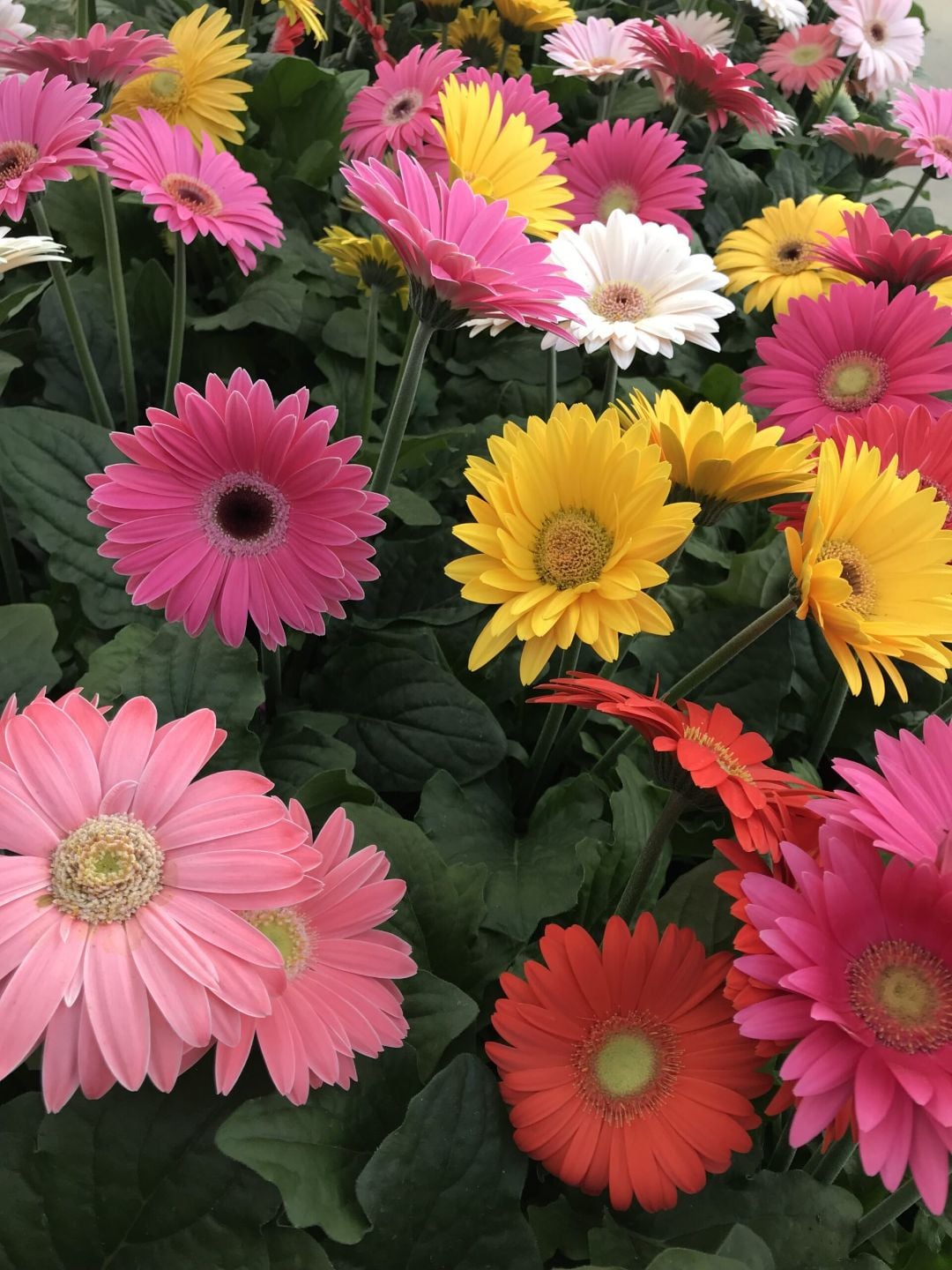 Gerbera daisies in pink and yellow