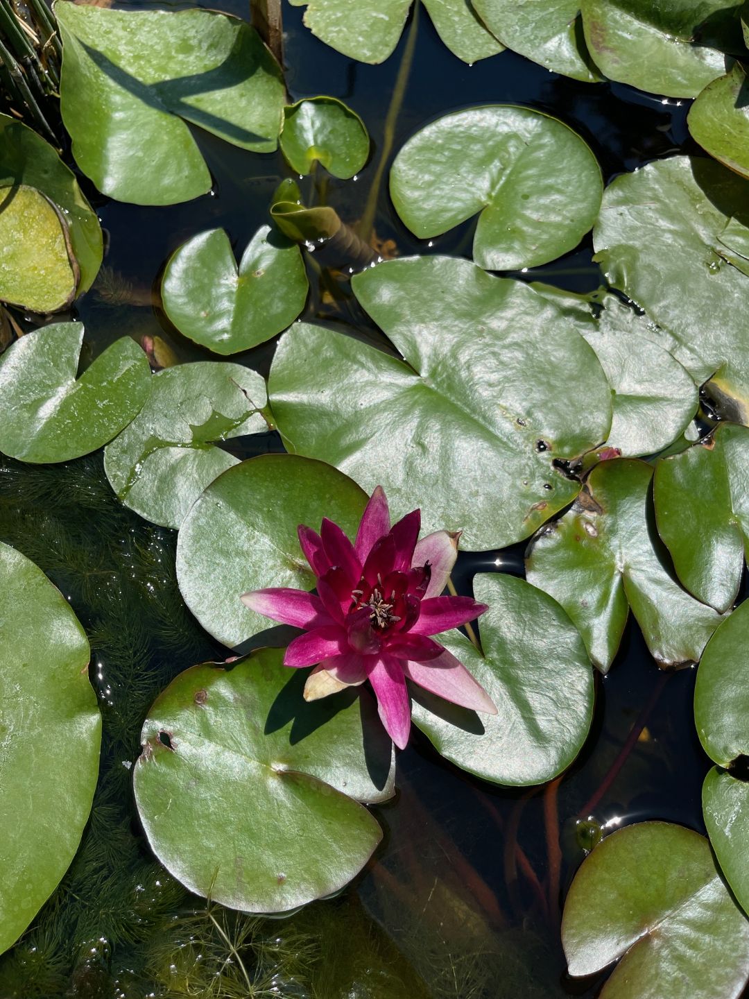 Hardy pink water lily in bloom
