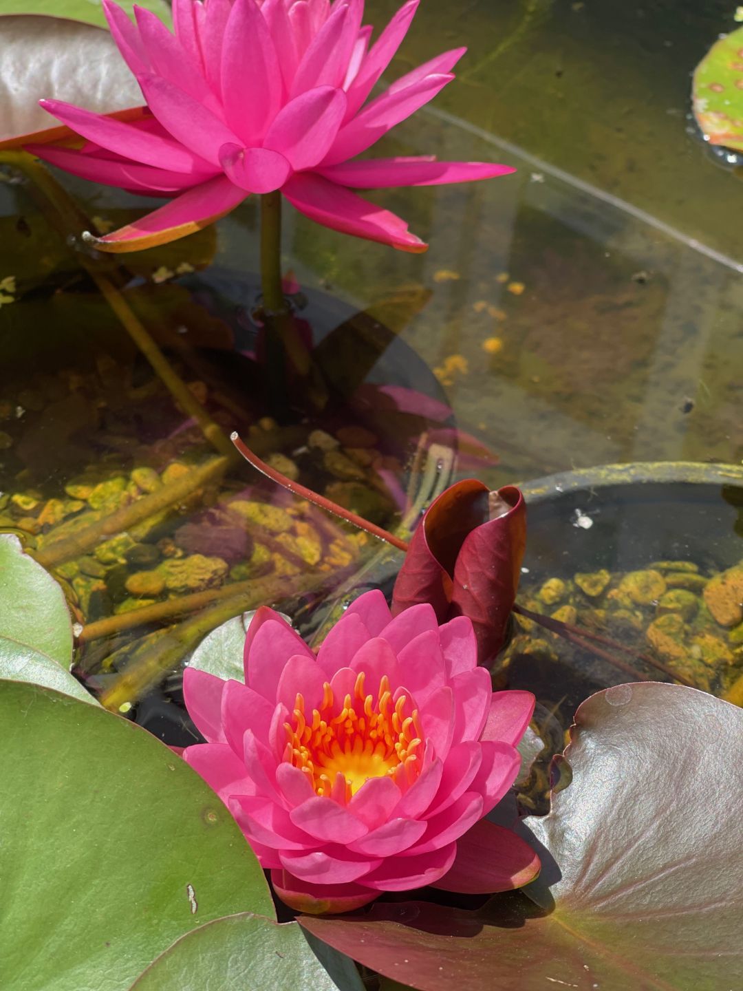 Miss Siam water lily with deep pink petals
