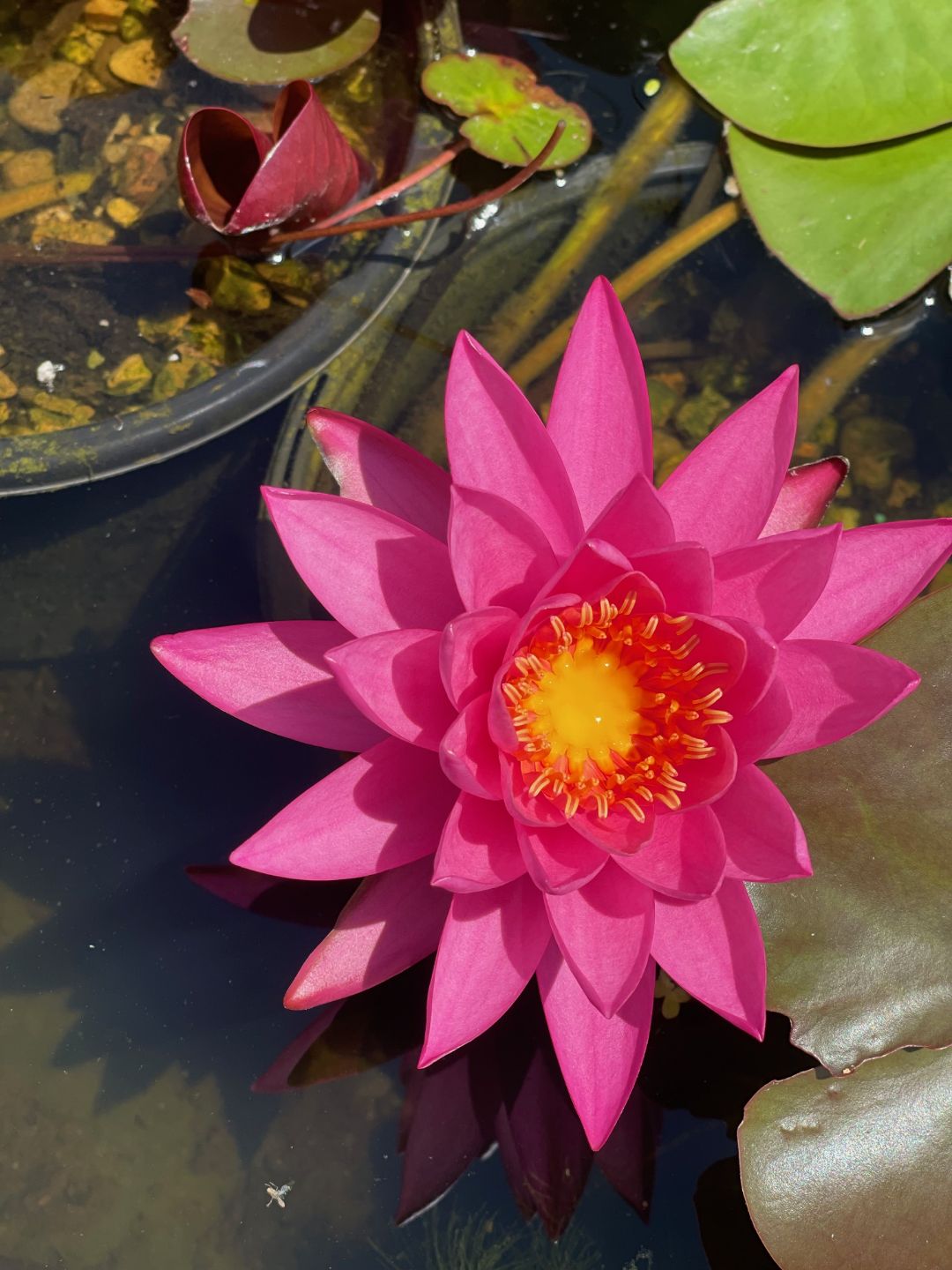 Hardy water lily Miss Siam in bloom