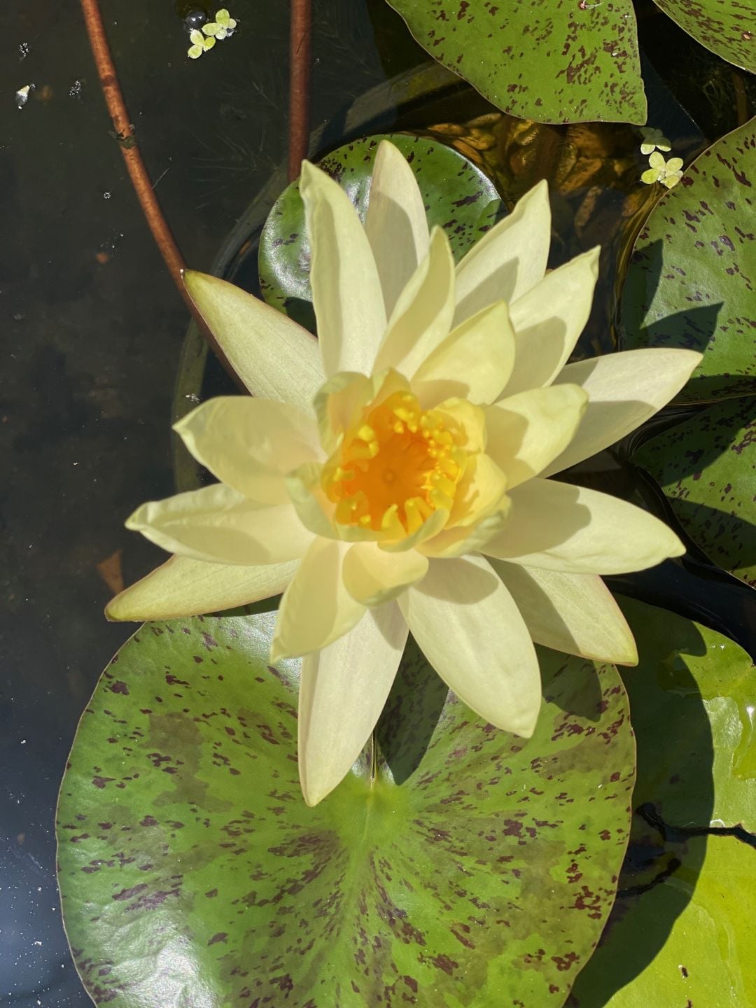 Hardy water lily Texas Dawn with yellow bloom