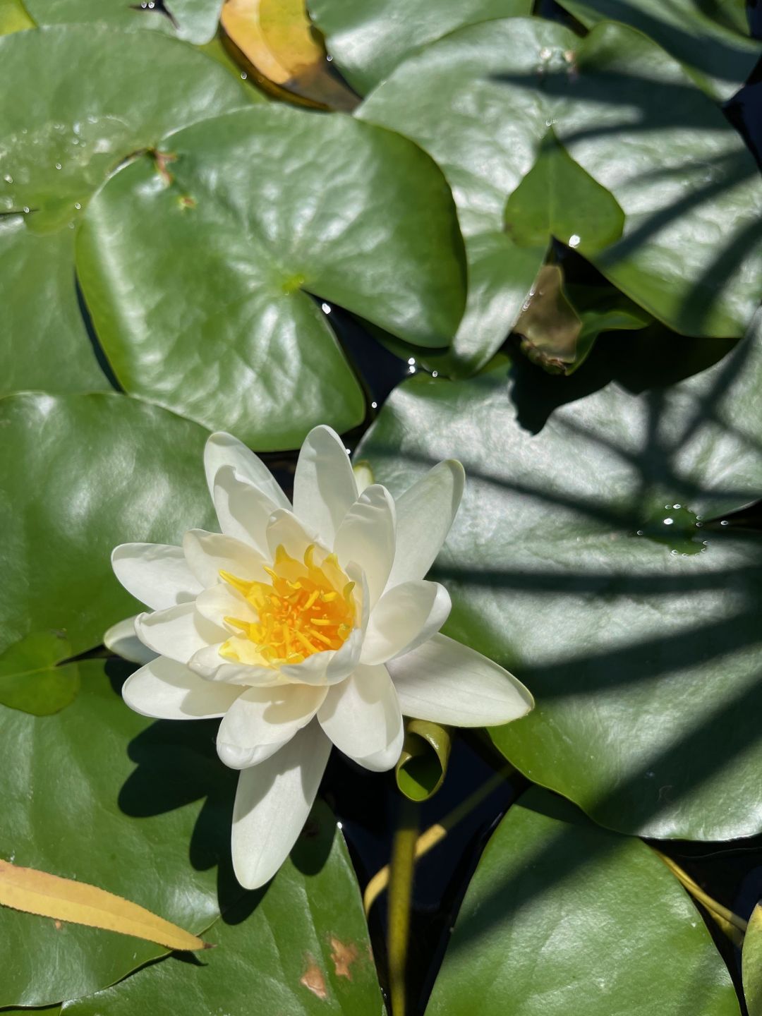 Hardy white water lily in bloom