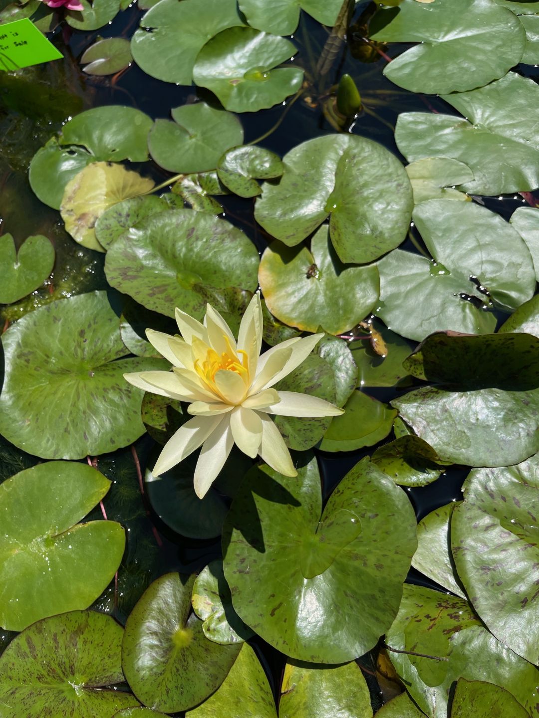 Yellow hardy water lily blooming in a pond tub