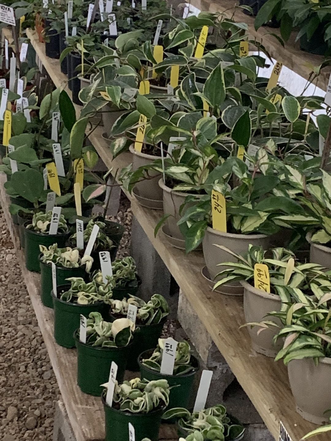 Hindu rope plants and hoyas hanging in the greenhouse