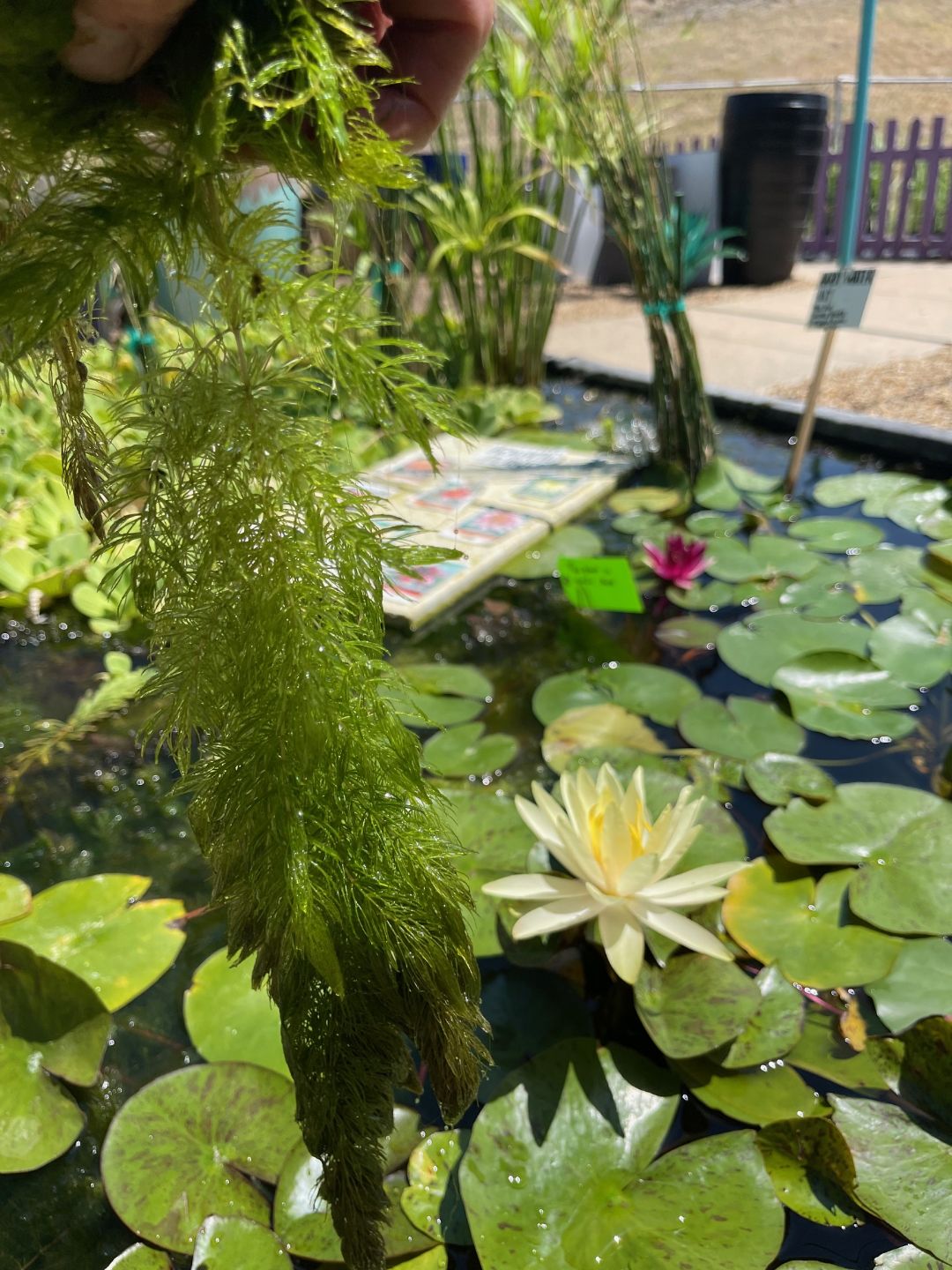 Hornwort oxygenator plants with a hardy yellow water lily