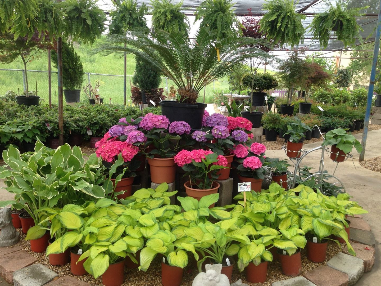 Hydrangeas, hostas and sago palms on display