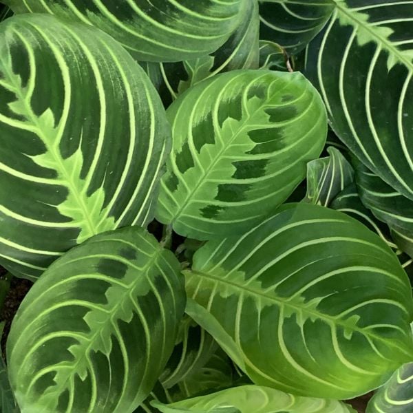 Indoor foliage plants inside the greenhouse