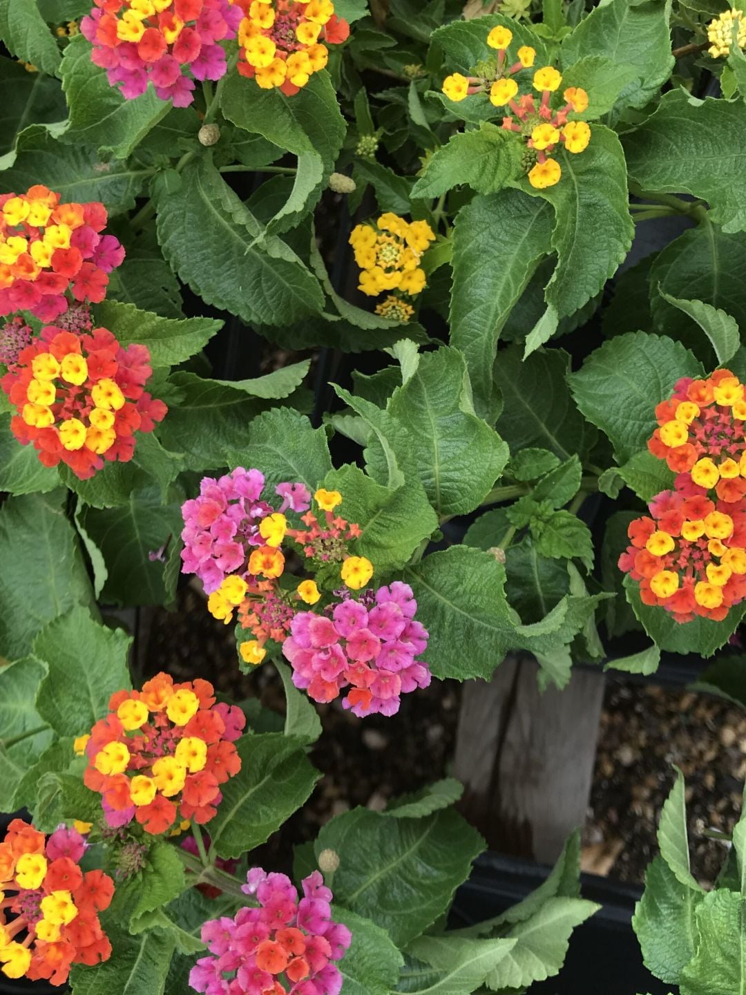 Lantana in mixed warm colors