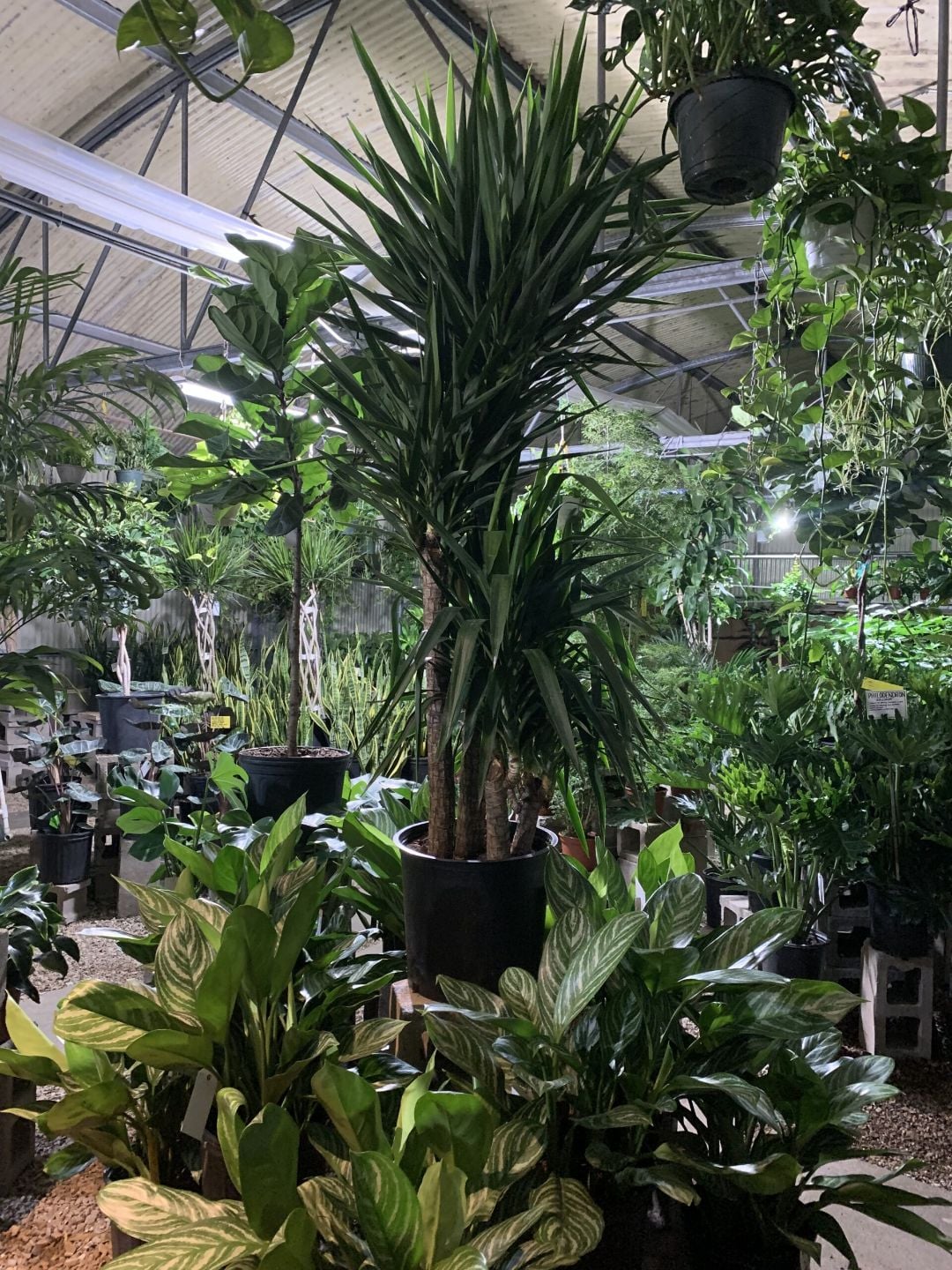 Large indoor yucca plants in nursery pots