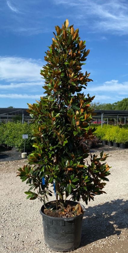 Little Gem magnolia tree in a nursery pot