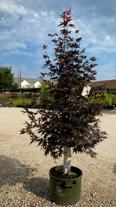 Japanese maples with deep red foliage