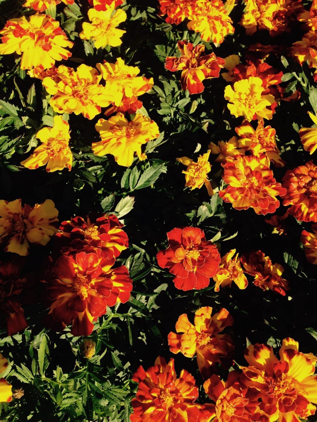Marigolds in orange and gold