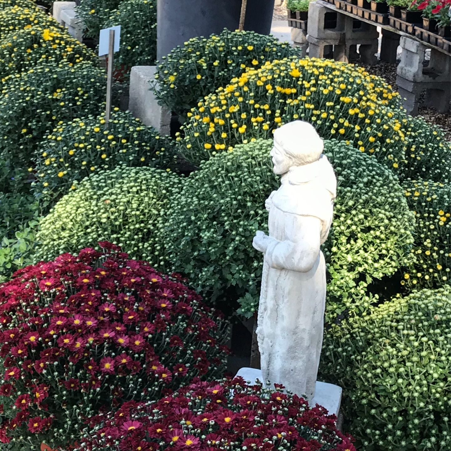 Benches of chrysanthemums in fall colors
