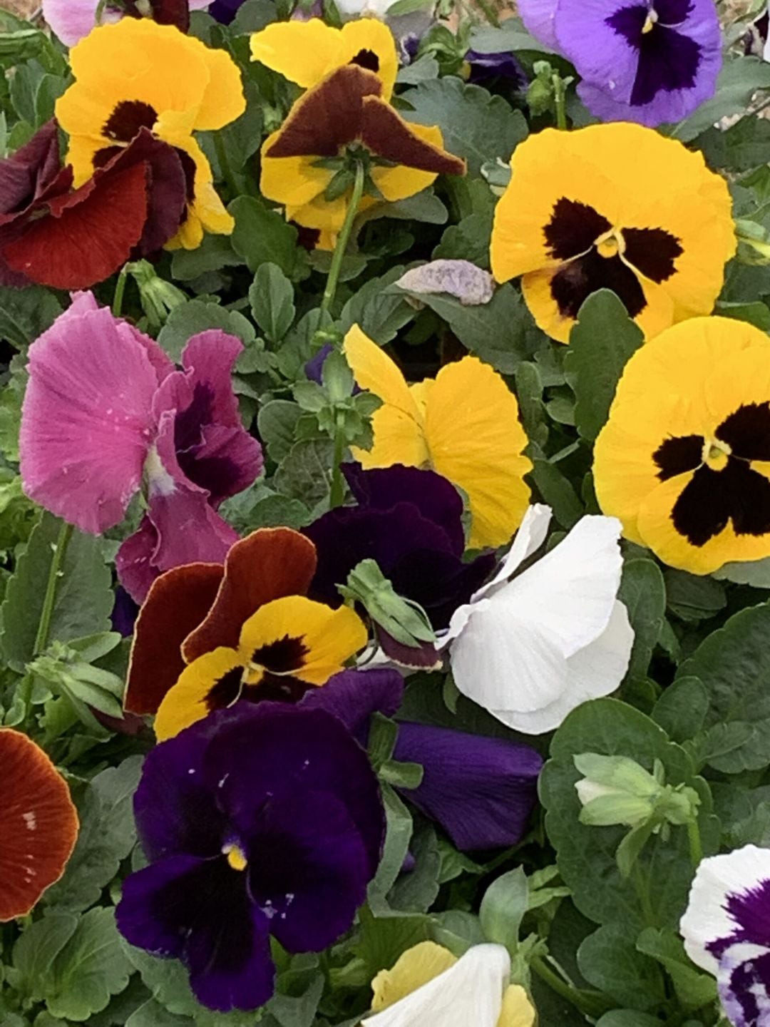 Pansies in purple and yellow
