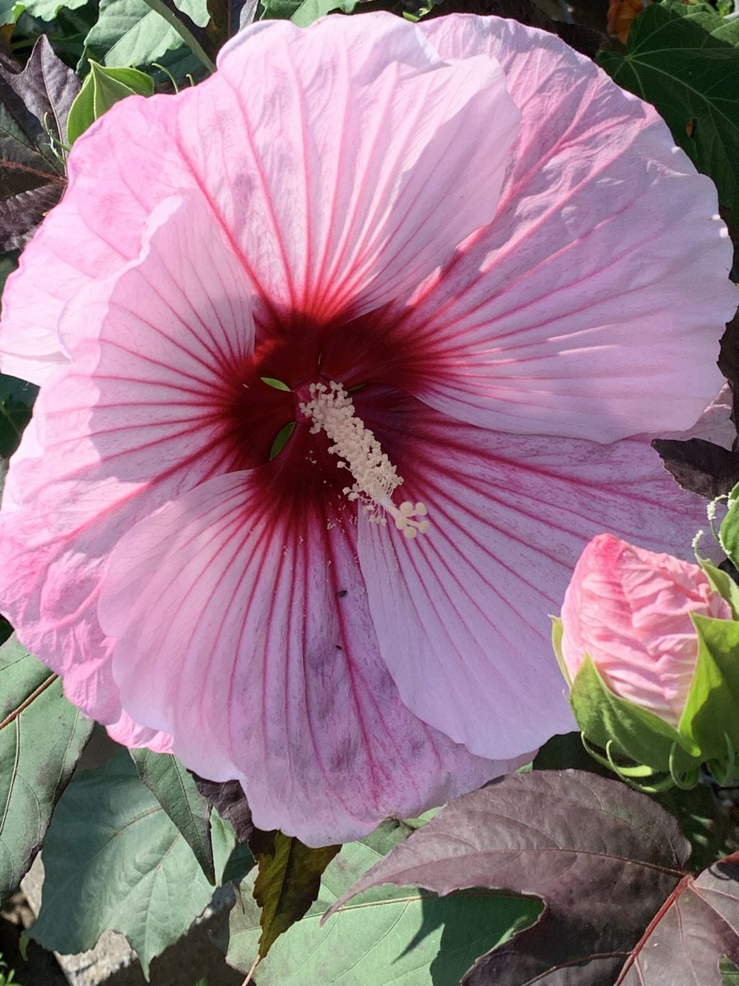 Perennial hibiscus with large pink bloom