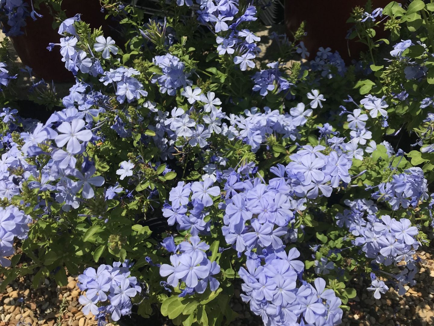 Blue plumbago flowers