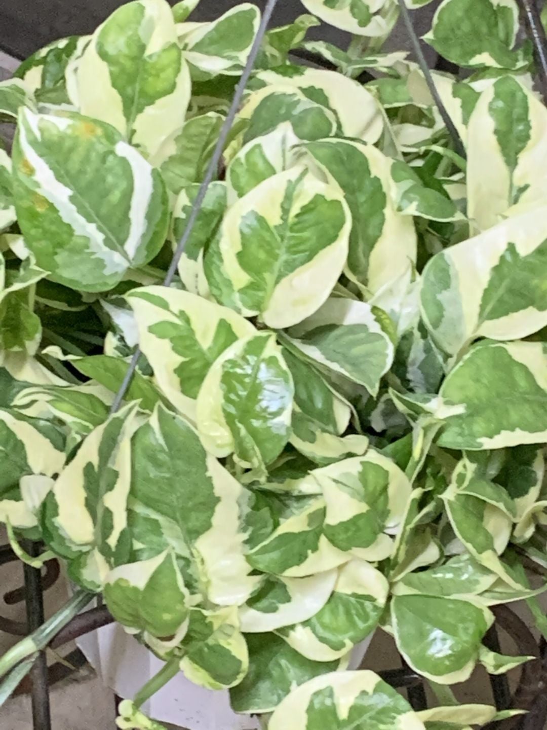 Pothos Pearls and Jade with variegated leaves