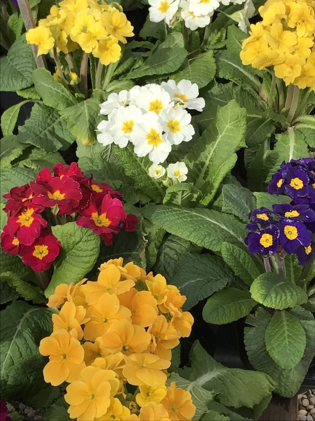 Primroses in mixed colors