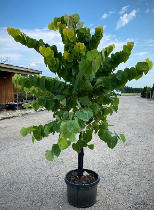 Redbud trees of several varieties