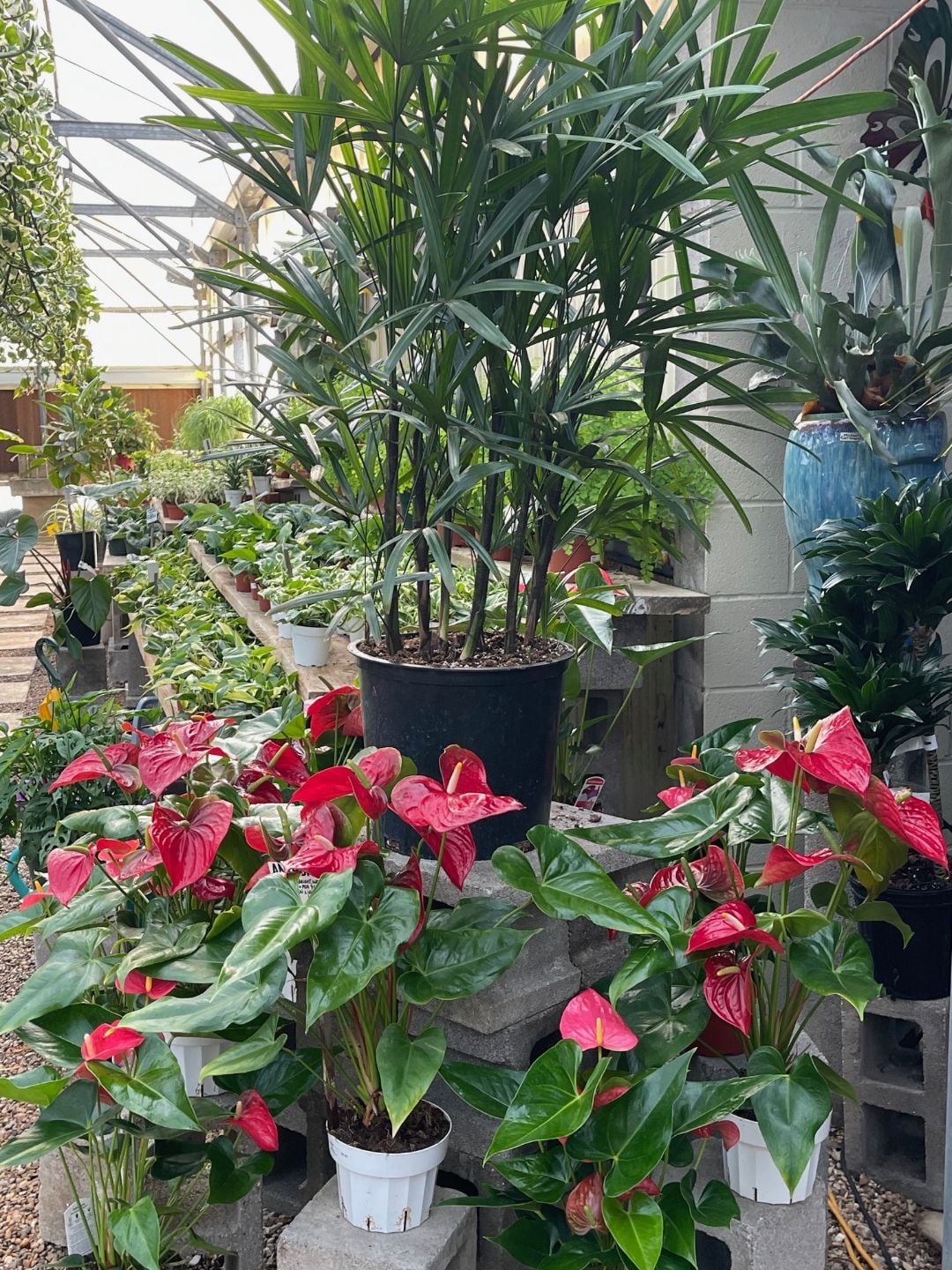 Rhapis palms and anthuriums on display