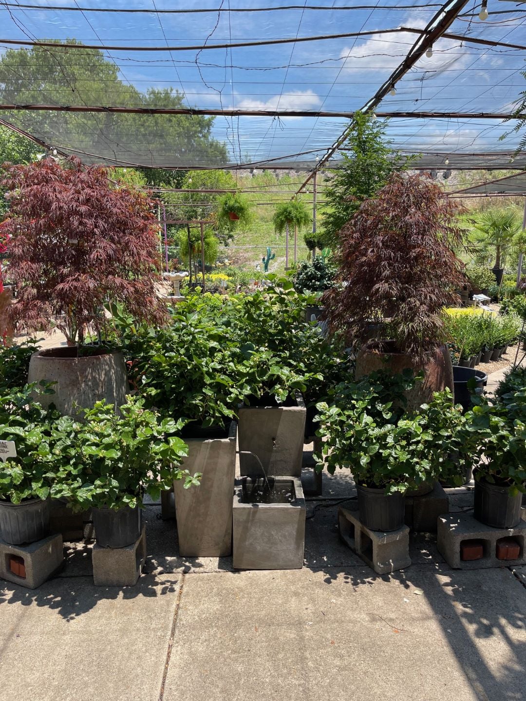 Sambac jasmine and Crimson Queen Japanese maple