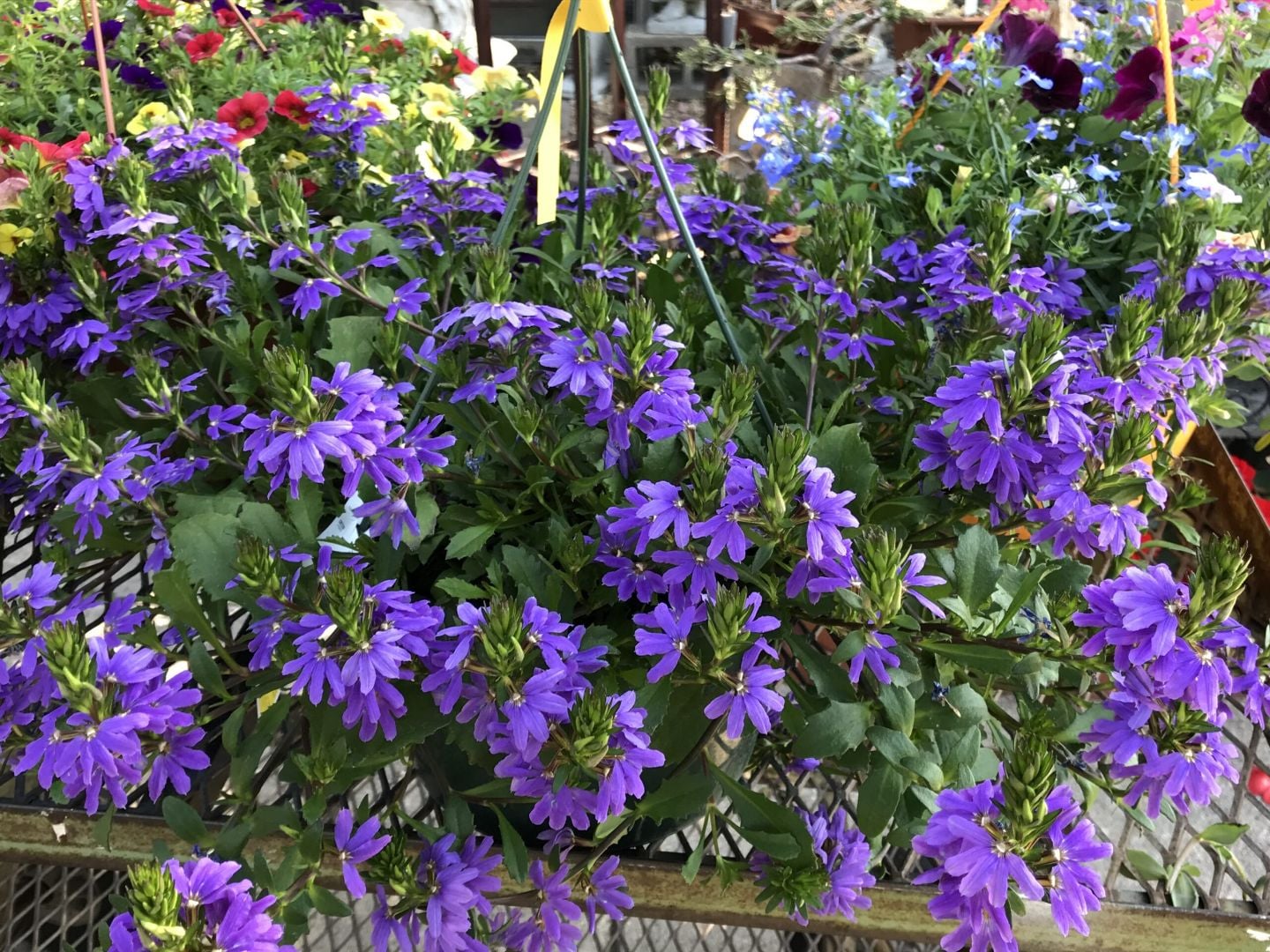 Purple scaevola fan flowers