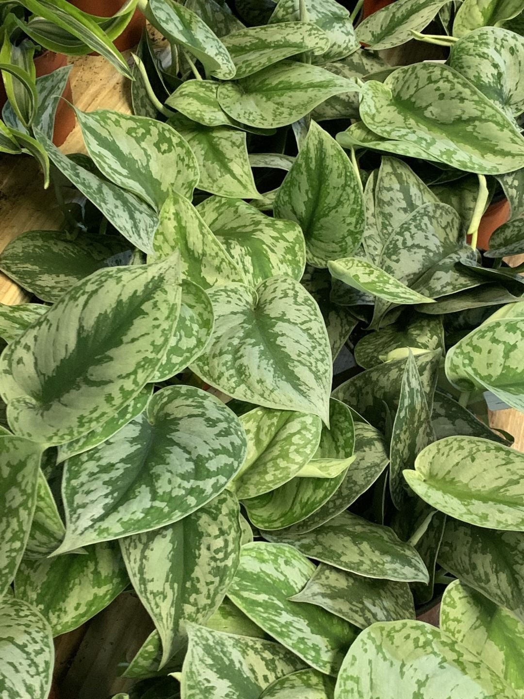 Scindapsus pictus with silver-speckled trailing leaves
