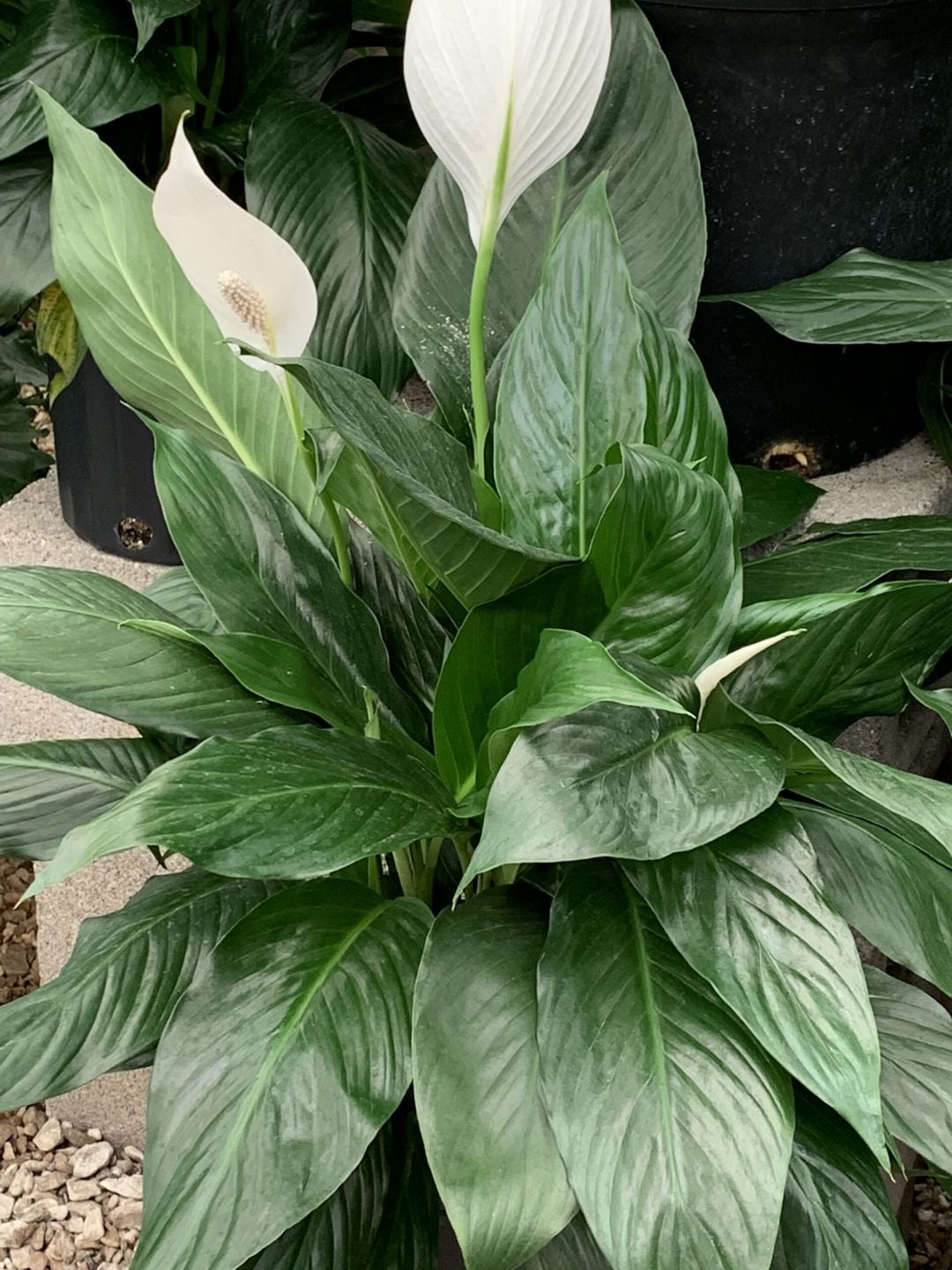 Spathiphyllum peace lilies and prayer plants