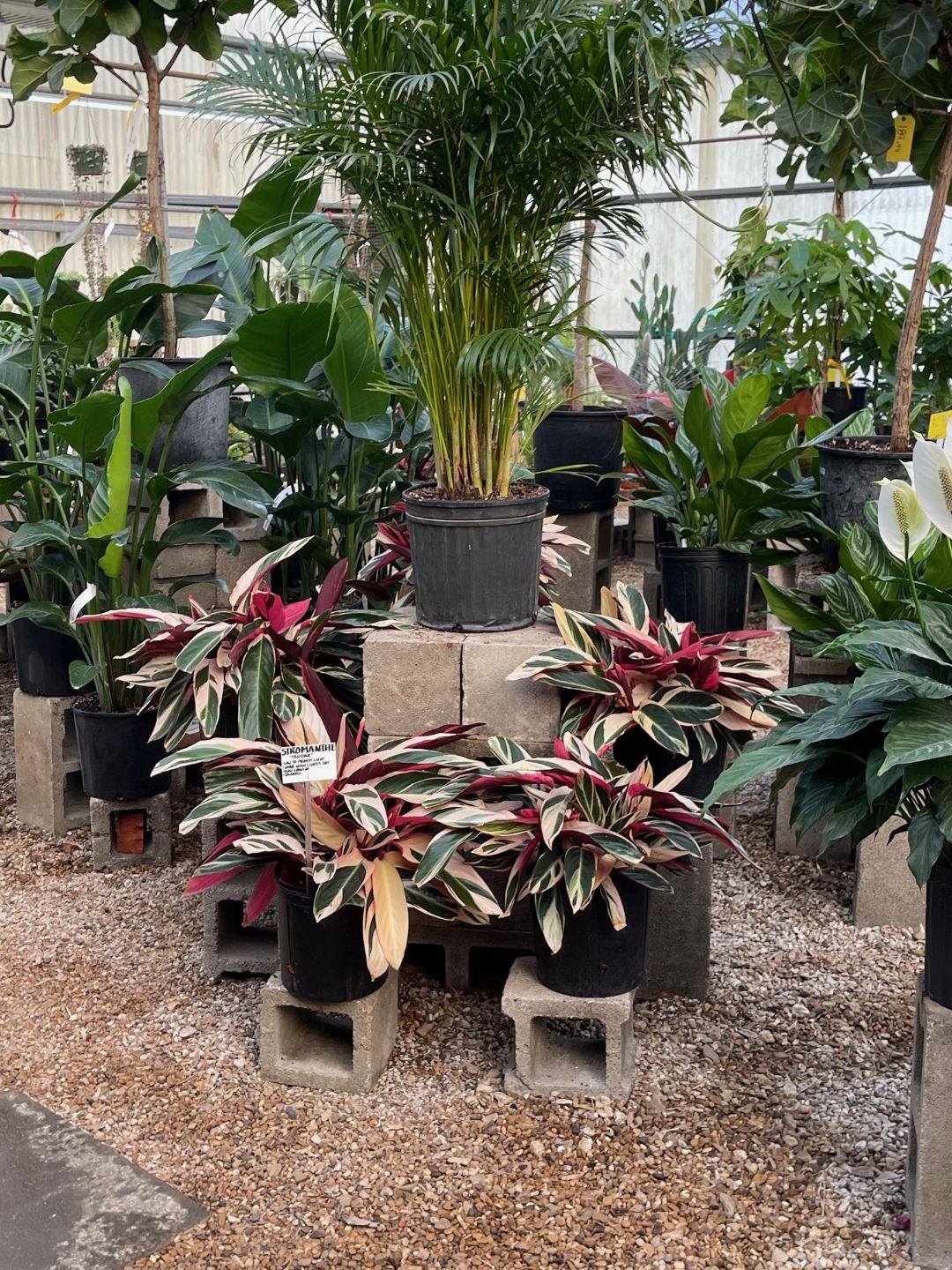 Stromanthe and areca palms in the greenhouse