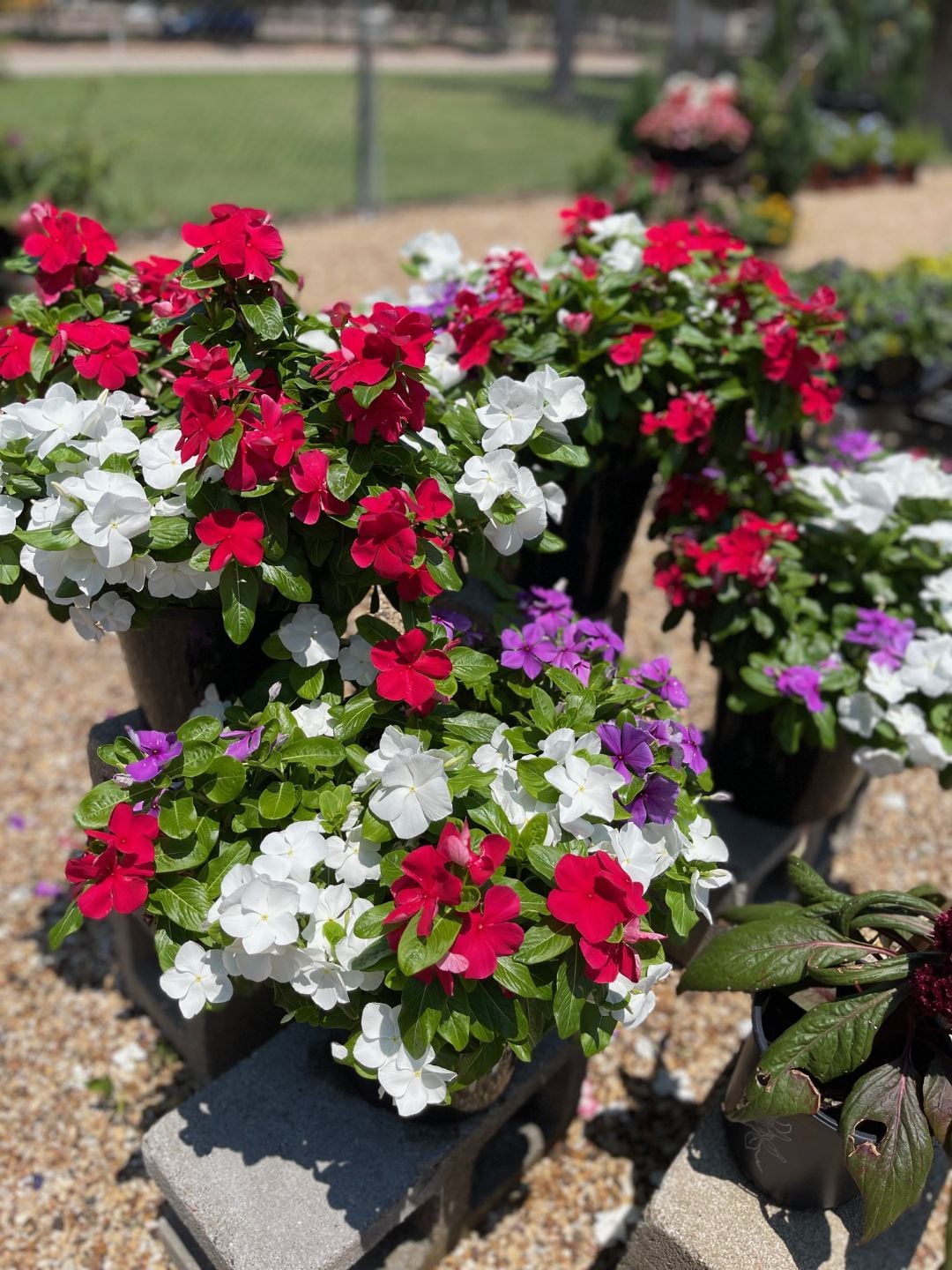 Vinca bedding plants in bloom