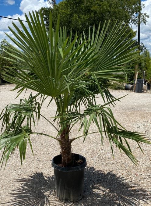 Windmill palm in a nursery container