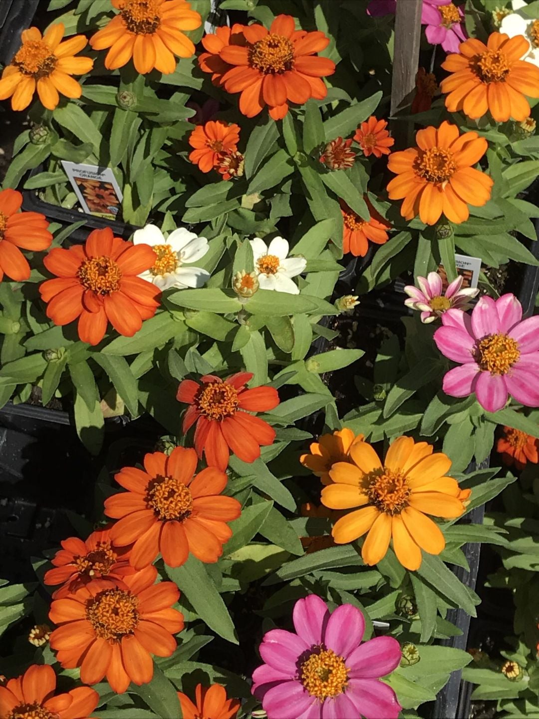 Orange zinnias in bloom