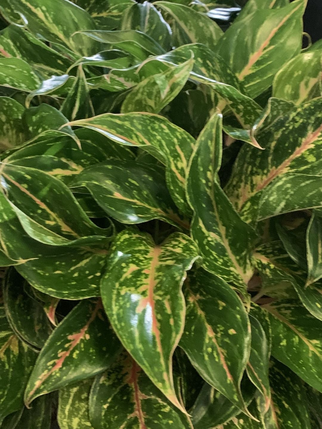 Aglaonema Sparkling Sara with pink-flecked foliage