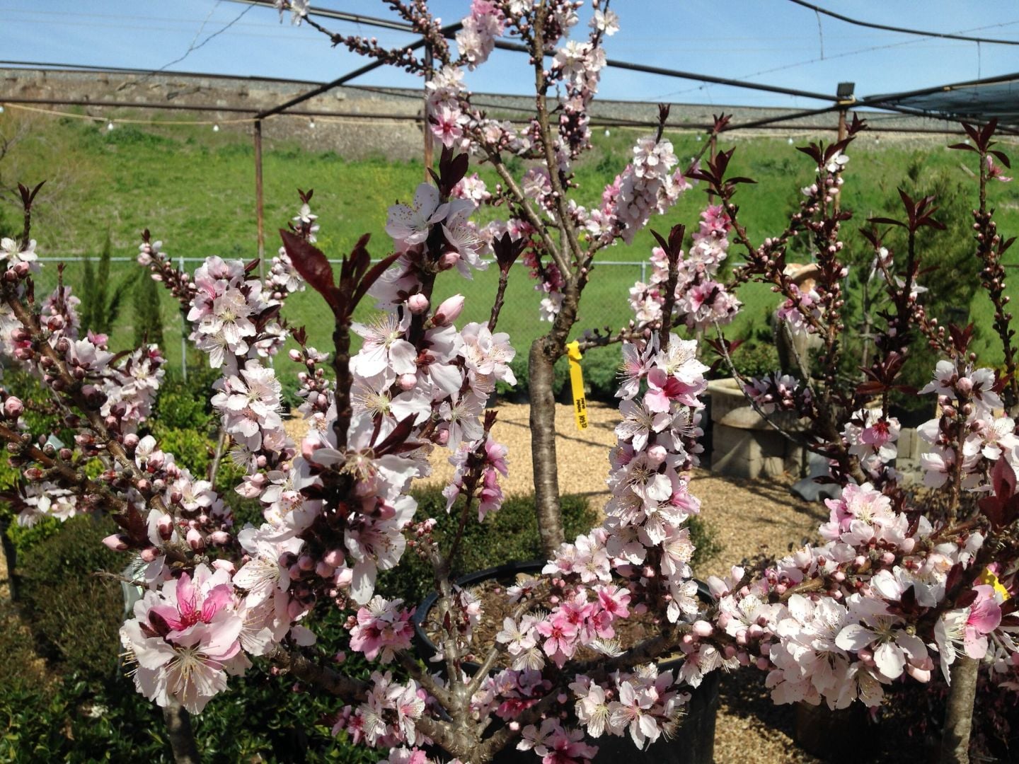 Bonfire patio peach with dark foliage