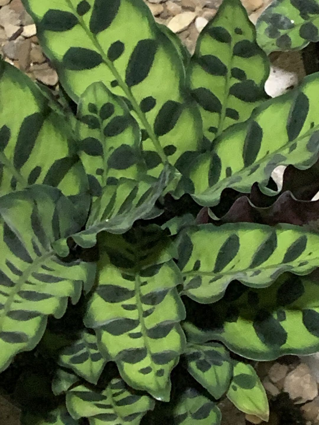 Calathea rattlesnake with patterned wavy leaves