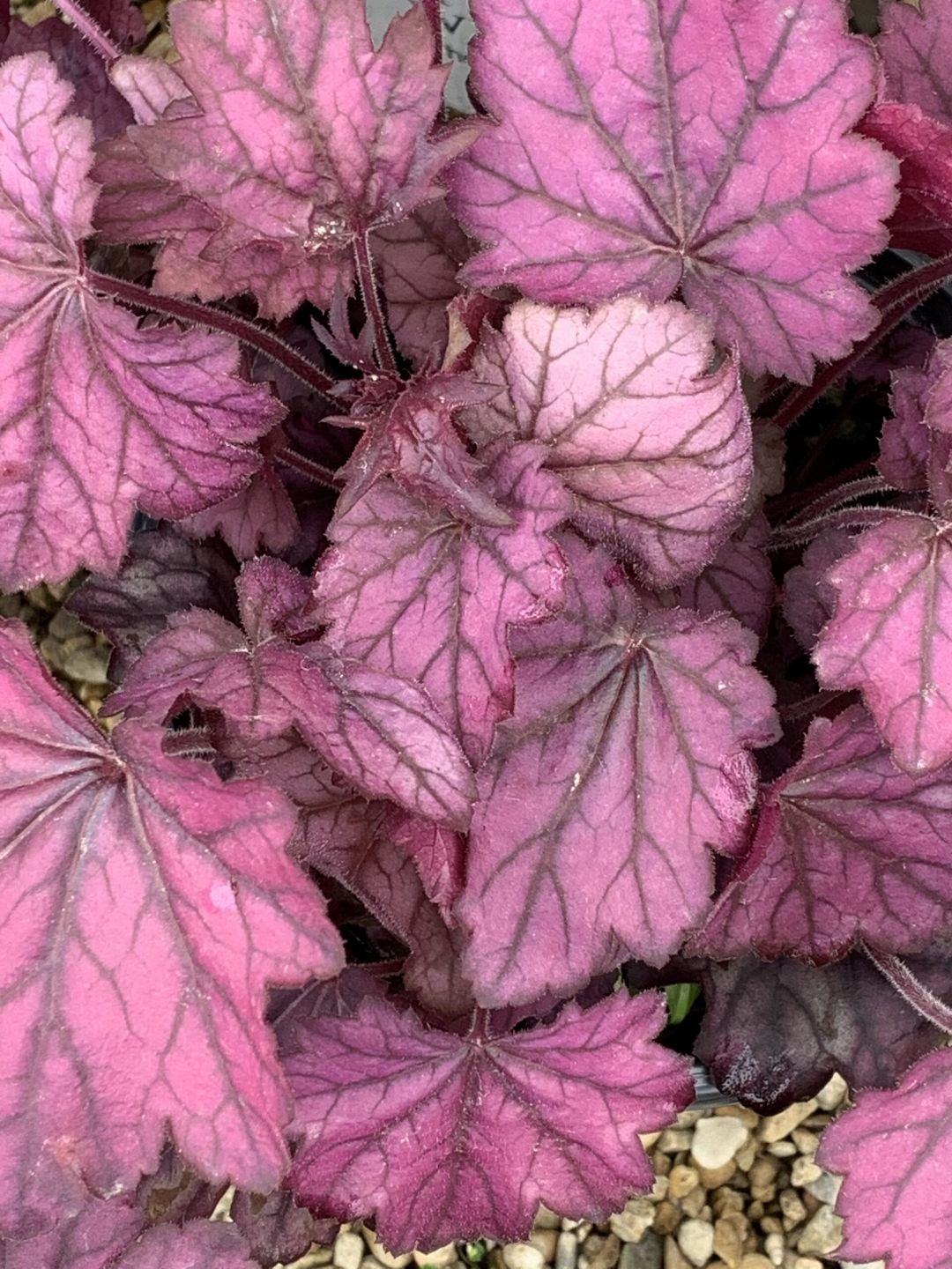 Heuchera coral bells with colorful foliage