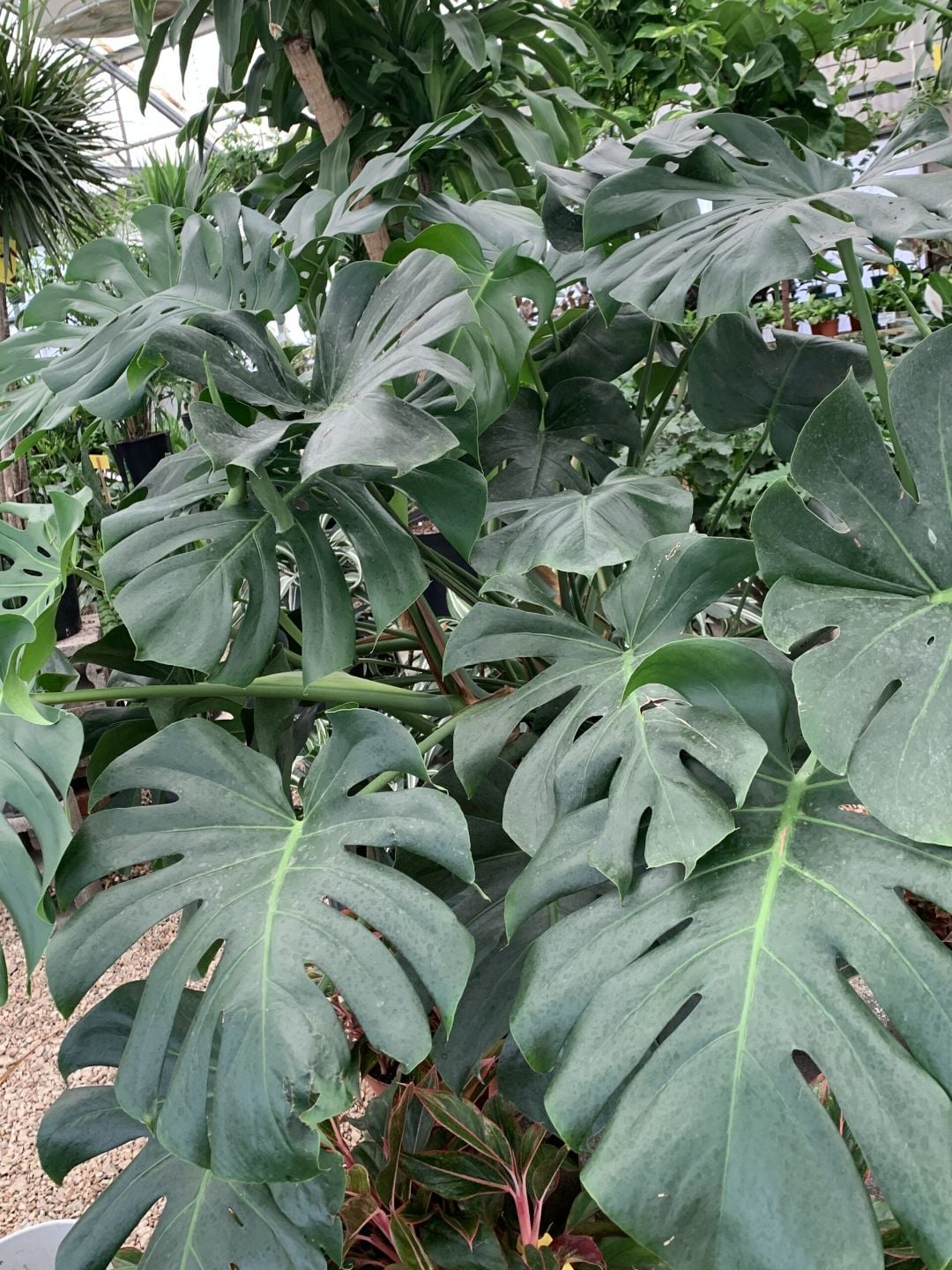 Monstera deliciosa plants on the greenhouse bench
